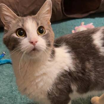 Lily -  Domestic Short Hair Cat for Adoption in North Canton, Ohio - Lily | PetCurious