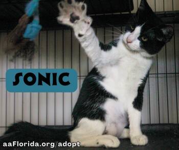 Rescue Tuxedo and Domestic Short Hair Cats for Adoption in Pensacola, Florida - Sonic | PetCurious
