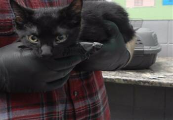 Rescue Domestic Short Hair Cats for Adoption in Omaha, Nebraska - THE VOID | PetCurious