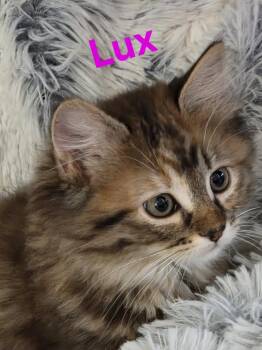 Lux 3896 -  Domestic Long Hair Cat for Adoption in Dallas, Texas - Lux 3896 | PetCurious