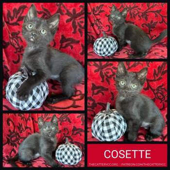 Cosette -  Domestic Short Hair Cat for Adoption in Corpus Christi, Texas - Cosette | PetCurious