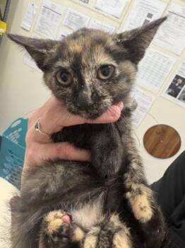 Dolly -  Domestic Short Hair Cat for Adoption in Charleston, South Carolina - Dolly | PetCurious