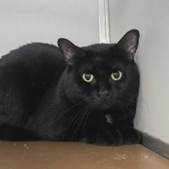 Kodak -  Domestic Short Hair Cat for Adoption in Phoenixville, Pennsylvania - Kodak | PetCurious