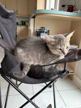 Rescue Russian Blue and Domestic Short Hair Cats for Adoption in Brampton, Ontario - Beow | PetCurious