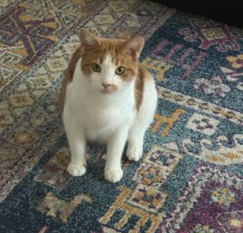 Annie -  Domestic Short Hair Cat for Adoption in Oriental, North Carolina - Annie | PetCurious