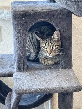 Rescue Domestic Short Hair Cats for Adoption in Redlands, California - Charlie | PetCurious