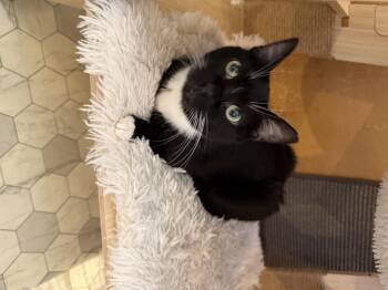 Fantine -  Domestic Short Hair and Tuxedo Cat for Adoption in Mist, Oregon - Fantine | PetCurious