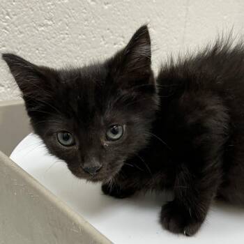 Magic - Chow Hound Northland -  Domestic Short Hair Cat for Adoption in Grand Rapids, Michigan - Magic - Chow Hound Northland | PetCurious