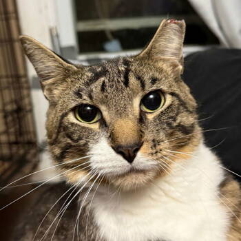 Rescue Domestic Short Hair Cats for Adoption in Fishkill, New York - Onya | PetCurious