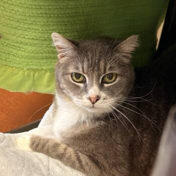 Domestic Medium Hair Cats Available for Adoption in Goleta, California - Grace | PetCurious