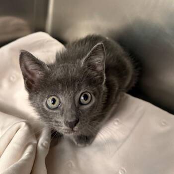 Vienna -  Domestic Short Hair Cat for Adoption in West Palm Beach, Florida - Vienna | PetCurious