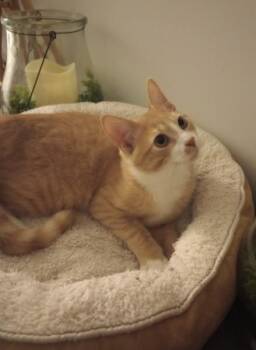 Omega -  Domestic Short Hair Cat for Adoption in Duluth, Georgia - Omega | PetCurious