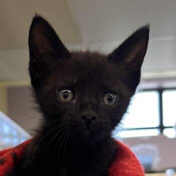 Lake -  Domestic Short Hair Cat for Adoption in West Palm Beach, Florida - Lake | PetCurious