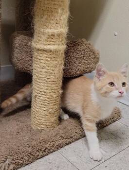 Nacho Fries -  Domestic Short Hair Cat for Adoption in Sandusky, Ohio - Nacho Fries | PetCurious