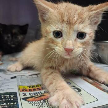 Sebastian -  Domestic Short Hair Cat for Adoption in Lufkin, Texas - Sebastian | PetCurious