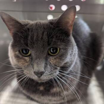 Mama -  Domestic Short Hair Cat for Adoption in Charlottesville, Virginia - Mama | PetCurious