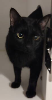 Rescue Domestic Short Hair Cats for Adoption in Phoenix, Arizona - Petunia | PetCurious