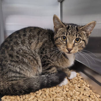 Rescue Domestic Short Hair Cats for Adoption in Chattanooga, Tennessee - Silvia | PetCurious