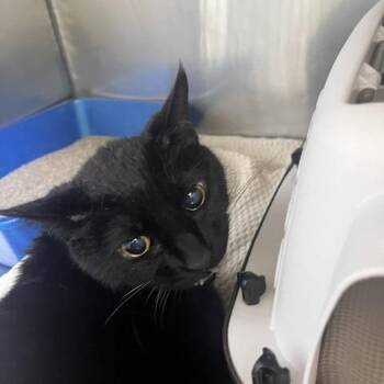 Rocky (aka Kane) -  Domestic Short Hair Cat for Adoption in Skokie, Illinois - Rocky (aka Kane) | PetCurious