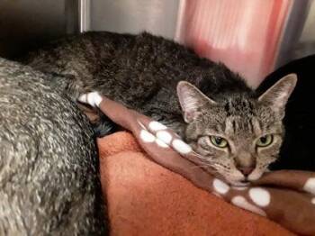 BigCat1 -  Domestic Short Hair Cat for Adoption in Atlanta, Georgia - BigCat1 | PetCurious
