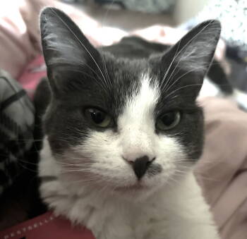 Rescue Domestic Short Hair and Tuxedo Cats for Adoption in Springfield, Oregon - Padme | PetCurious