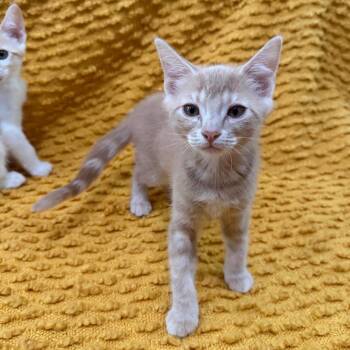 Miso -  Domestic Short Hair Cat for Adoption in Los Angeles, California - Miso | PetCurious