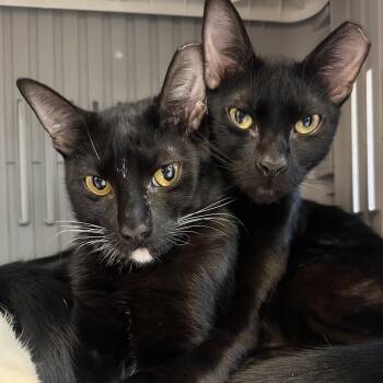 Henry -  Domestic Short Hair Cat for Adoption in Boston, Massachusetts - Henry | PetCurious