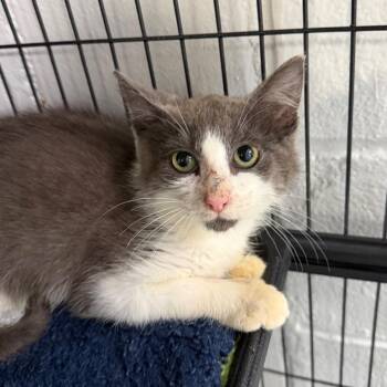 Thumper -  Domestic Short Hair Cat for Adoption in Hampton Bays, New York - Thumper | PetCurious