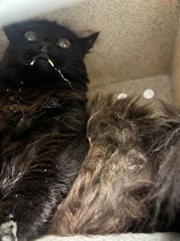 STORMEY -  Domestic Short Hair Cat for Adoption in Camarillo, California - STORMEY | PetCurious