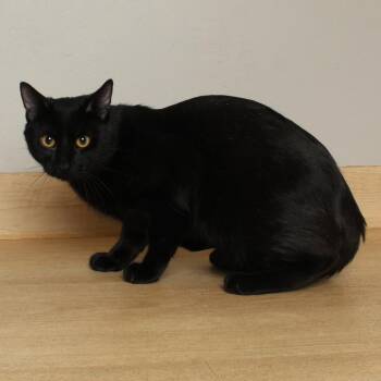 Domestic Short Hair Cats Available for Adoption in Minnetonka, Minnesota - Pepe C68856 | PetCurious