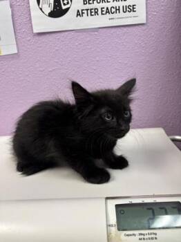 Kevin* -  Domestic Short Hair Cat for Adoption in El Paso, Texas - Kevin* | PetCurious