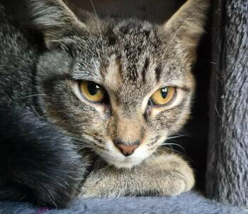 Toes -  Domestic Short Hair Cat for Adoption in Buford, Georgia - Toes | PetCurious