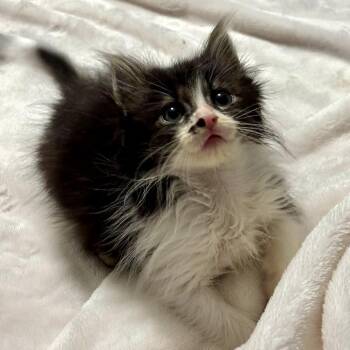 Daniel -  Domestic Short Hair Cat for Adoption in Fairway, Kansas - Daniel | PetCurious