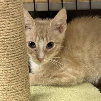 Cheddar -  Domestic Short Hair Cat for Adoption in New York, New York - Cheddar | PetCurious