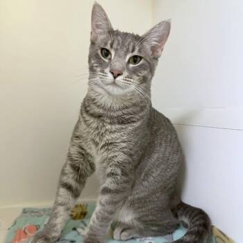 Rigatoni -  Domestic Short Hair Cat for Adoption in Woodinville, Washington - Rigatoni | PetCurious
