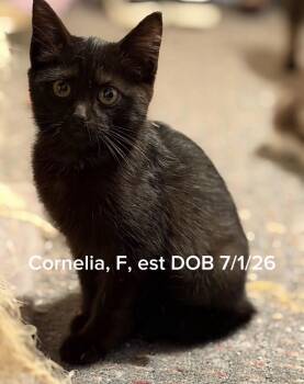 Cornelia -  Domestic Short Hair Cat for Adoption in Shrewsbury, Massachusetts - Cornelia | PetCurious