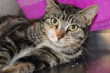 Domestic Short Hair Cats Available for Adoption in Tustin, California - EMBER | PetCurious