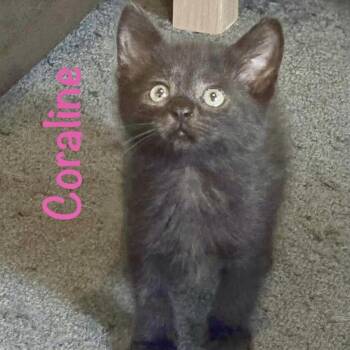 Coraline -  Domestic Short Hair Cat for Adoption in Reston, Virginia - Coraline | PetCurious