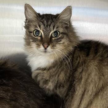 Domestic Long Hair Cats Available for Adoption - Fluff | PetCurious