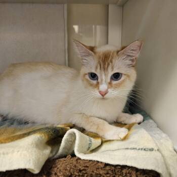 Domestic Short Hair Cats Available for Adoption in Port Townsend, Washington - Bix | PetCurious