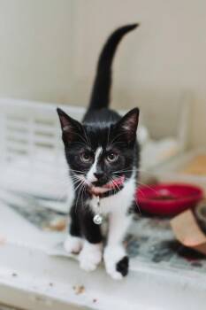 94802a Velma-PetSmart West Ashley -  Domestic Short Hair Cat for Adoption in North Charleston, South Carolina - 94802a Velma-PetSmart West Ashley | PetCurious