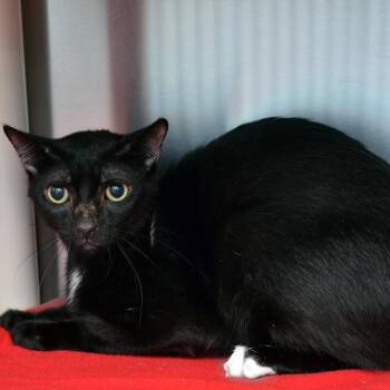 Rescue Domestic Short Hair Cats for Adoption in Sanford, Florida - Midnight | PetCurious
