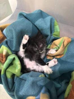 Asphalt  Bell -  Domestic Medium Hair Cat for Adoption in Statesboro, Georgia - Asphalt  Bell | PetCurious