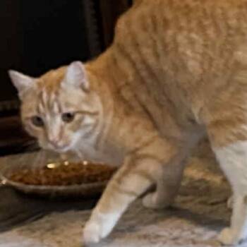 Rescue Domestic Short Hair Cats for Adoption in Grantsville, Utah - Winston | PetCurious