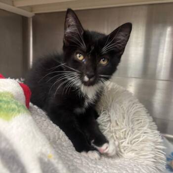 Cosmo -  Domestic Short Hair Cat for Adoption in Corpus Christi, Texas - Cosmo | PetCurious