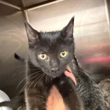 Domestic Short Hair Cats Available for Adoption - Jax | PetCurious