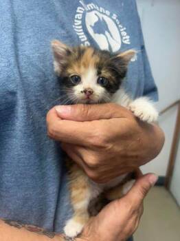 Sue Lee Foster 5 -  Domestic Short Hair Cat for Adoption in Sullivan, Indiana - Sue Lee Foster 5 | PetCurious