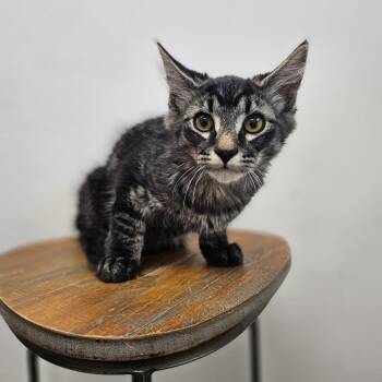 Wednesday -  Domestic Long Hair Cat for Adoption in Spokane, Washington - Wednesday | PetCurious