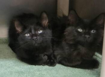 Annie & Charlotte -  Domestic Medium Hair Cat for Adoption in Brockton, Massachusetts - Annie & Charlotte | PetCurious