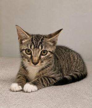 Bigg -  Domestic Short Hair Cat for Adoption in Columbia, Tennessee - Bigg | PetCurious